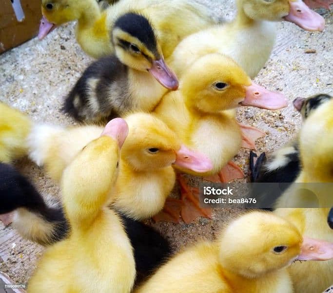 Duck baby available hai 03018864226 1