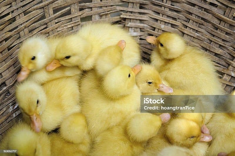 Duck baby available hai 03018864226 2