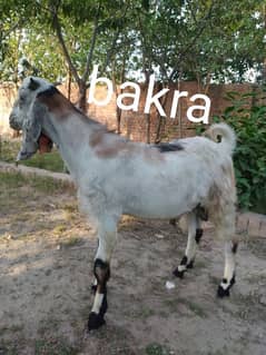 goats pair for sale very active pair Bakra and bakri