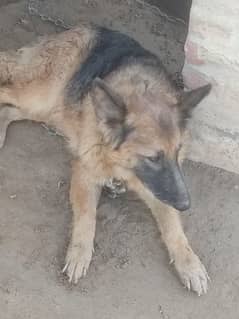 3 German shepherd 1 male 2 females breed currently in the poultry farm