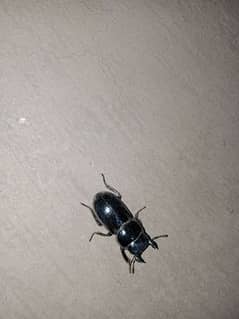 Staag beetle for sale
