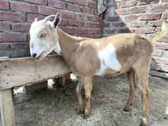 Barbari Goat (Female)