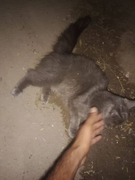 Persian triple coated grey colour female or brown red male age 10 mnth 13