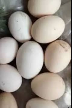 Hera aseel eggs & chick's white chunch white legs 0
