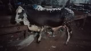 pakka kheera bull for sale