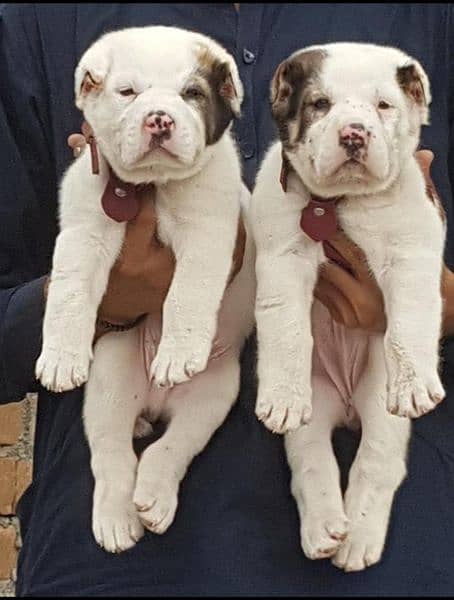 Alabia Dog Pair For sale 2 month age 1