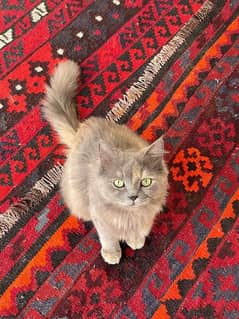 1 Persian cat for sale