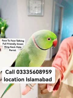 Final 15000 Face To Face Talking Friendly Green Ring Neck Male Parrot