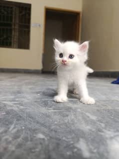 white Persian kittens