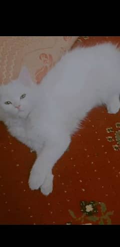 Persian cat for sale age 5 month vacation done price 12.5k 03160901138