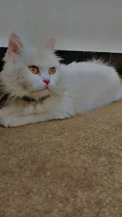 White Persian Triple Coat Female Cat