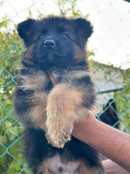 German shepherd male pupy 1