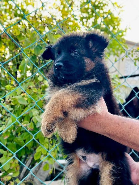 German shepherd male pupy 2