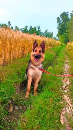 German Shepherd female long coat 8 mahine for sale