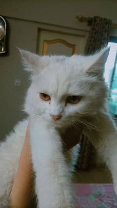 Pure Persian Cat in White