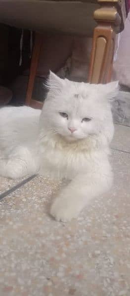 Persian cat 3