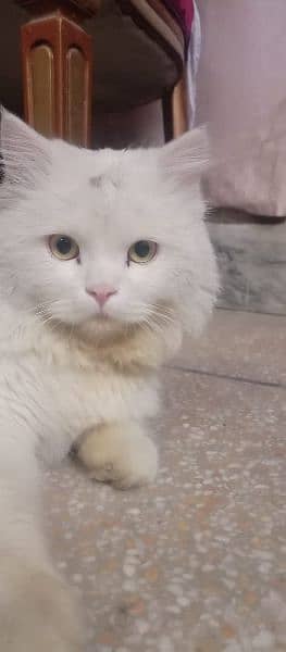 Persian cat 4