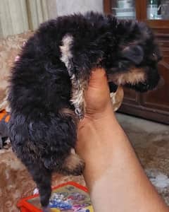 Long cort female puppy for sale
