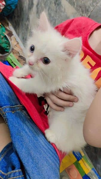 Persian kitten 1