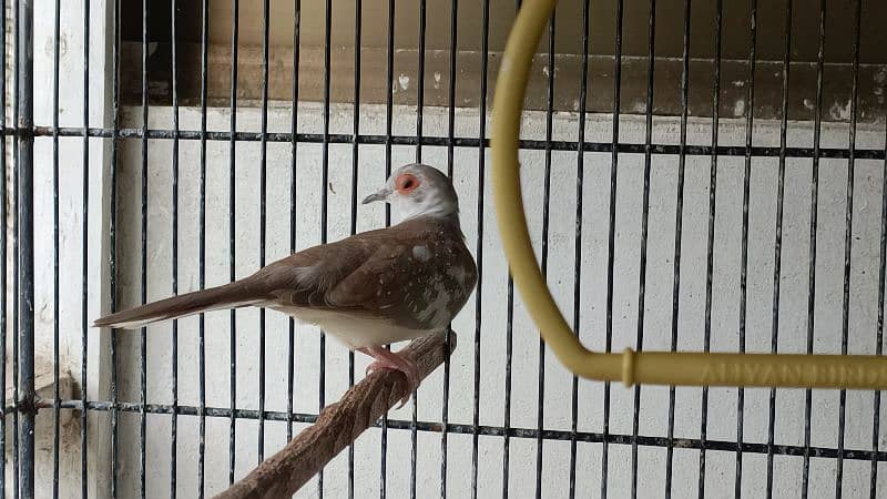 red pied dove 6