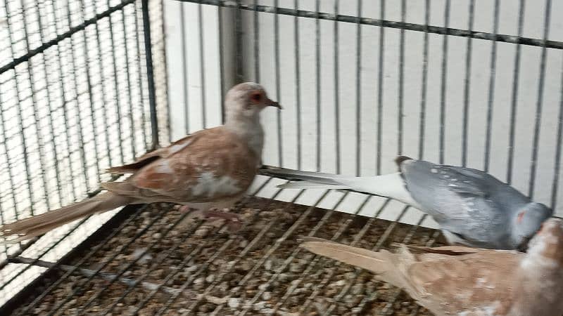 red pied dove 7