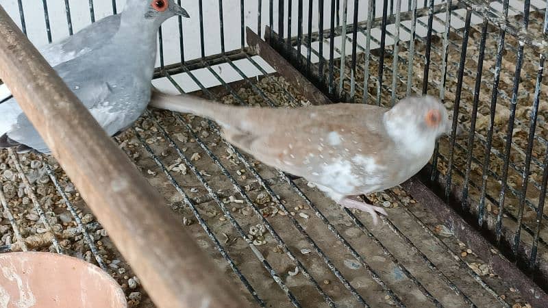 red pied dove 8