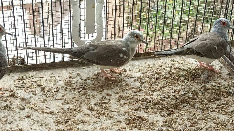 red pied dove 9