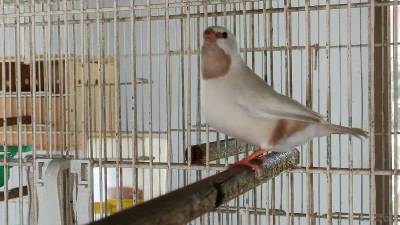 red pied dove 14