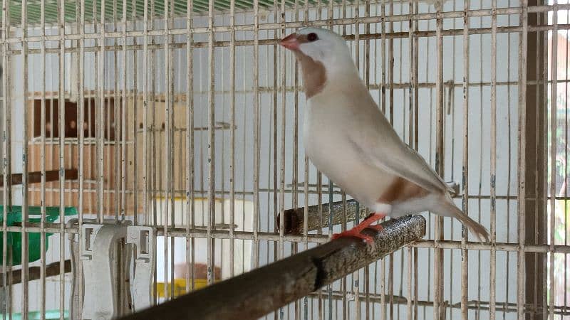 red pied dove 15