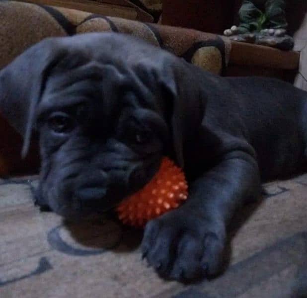 cane corso 1