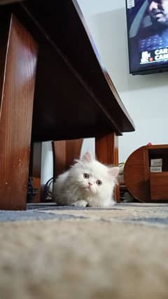 Persian Triple Caoted Vaccinated Kitten