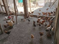Golden mesrri | Silver | Aseel Egg Laying for sale Contact 03483044155