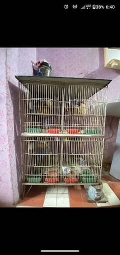 4 Pairs of Budgies with Cage