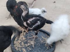 aseel and ayam cemani chicks