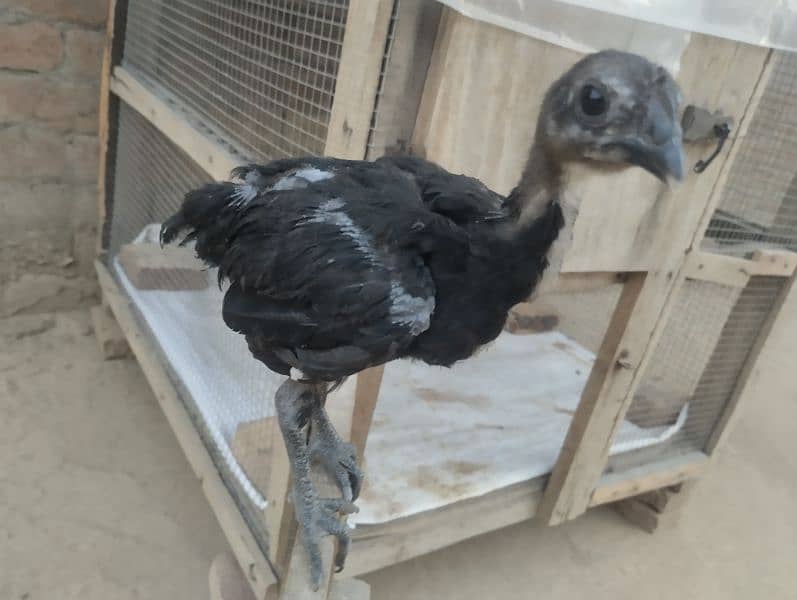 aseel and ayam cemani chicks 1