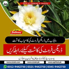 different varaties available Dragon fruit plants      گارنٹڈ فروٹ دین