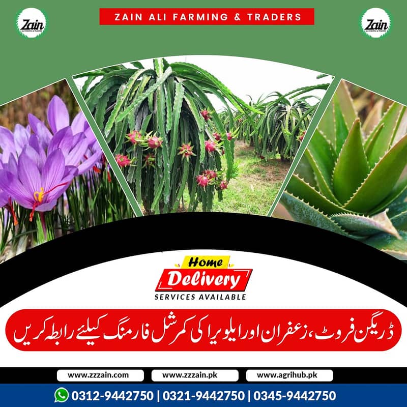 different varaties available Dragon fruit plants      گارنٹڈ فروٹ دین 1