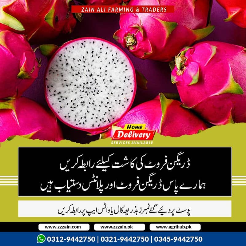 different varaties available Dragon fruit plants      گارنٹڈ فروٹ دین 2