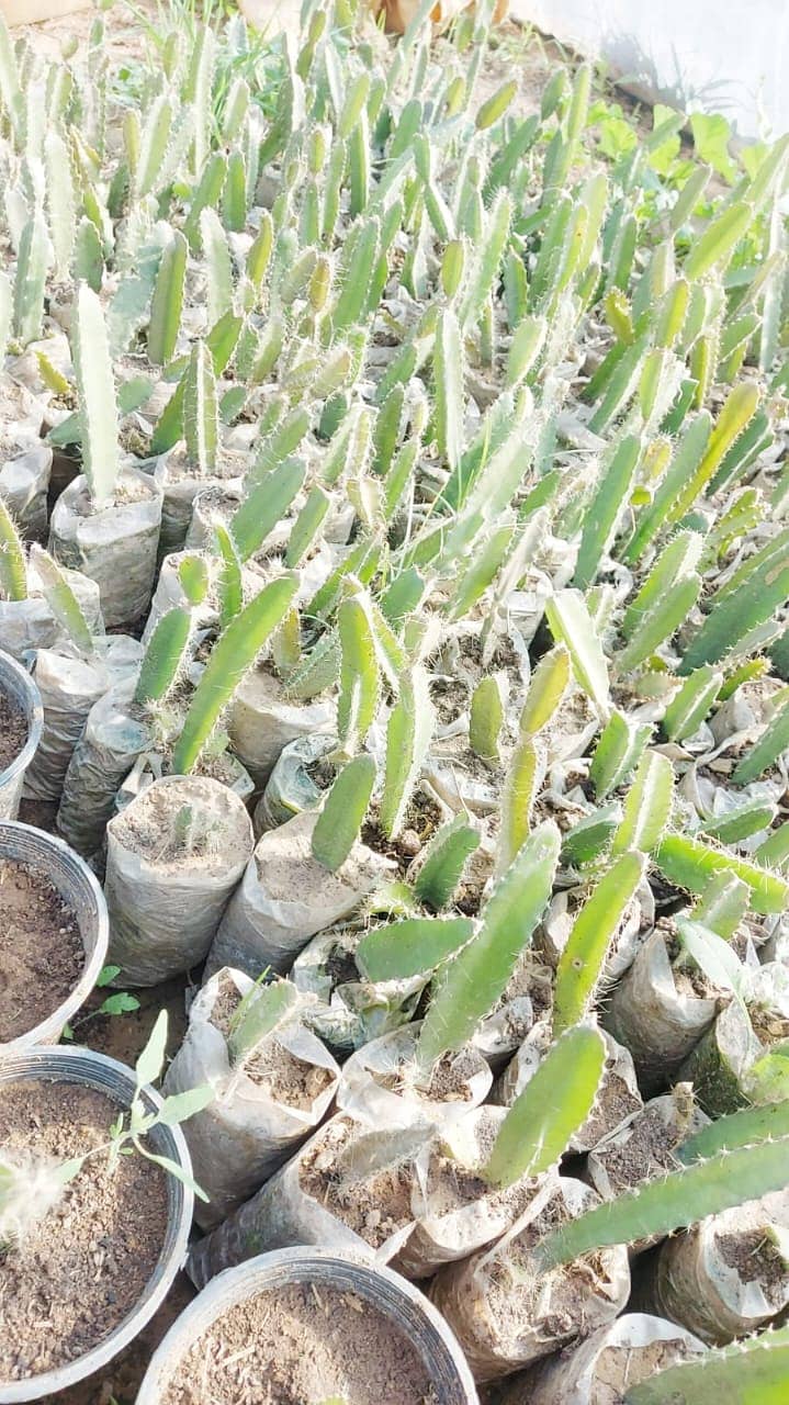 different varaties available Dragon fruit plants      گارنٹڈ فروٹ دین 3