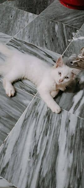 Persian Kitten For Sale 1