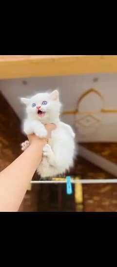 Persian kitten Long Coat female Cat 0