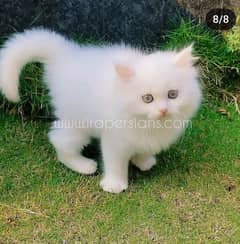 Two white male kitten Persian triple Cort