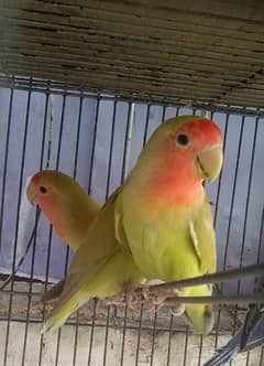 colour love birds