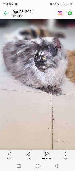 Persian cat 2