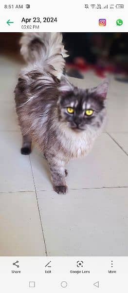 Persian cat 3