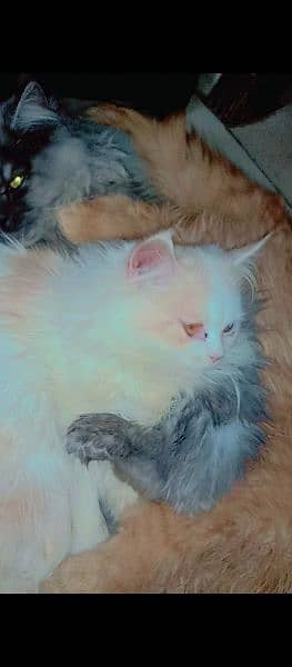Persian cat 4