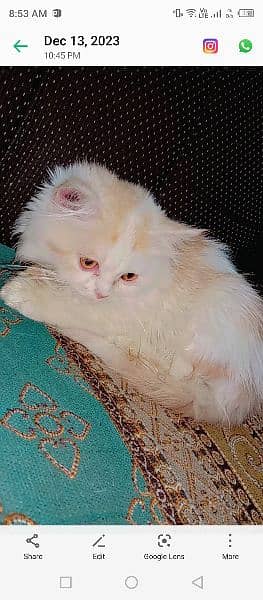 Persian cat 6