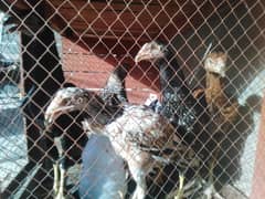 Sindhi Aseel chicks