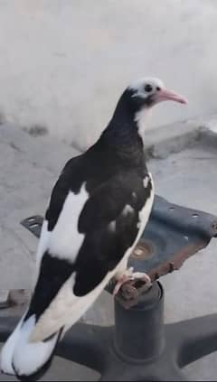 sharazi pigeon