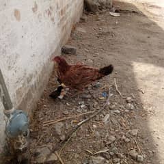 aseel hen with two chiks 20 days age
